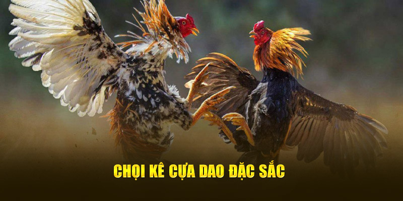 Chọi kê cựa dao đặc sắc