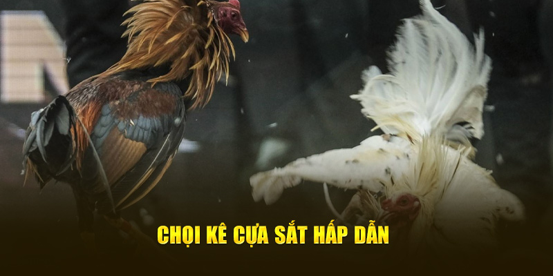 Chọi kê cựa sắt hấp dẫn