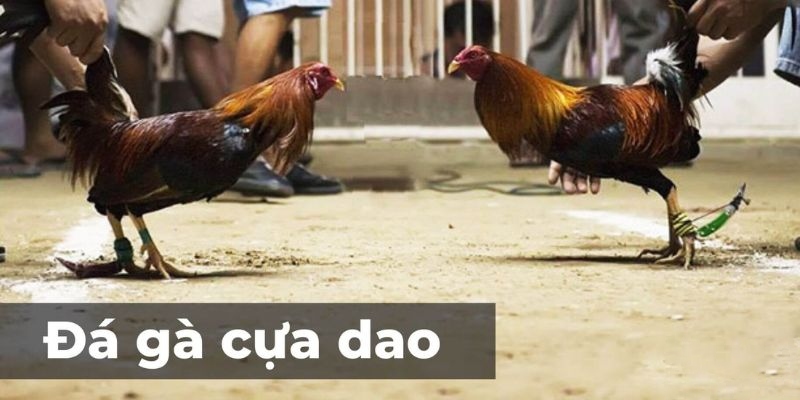 Giải đáp khái niệm trò chơi giải trí đá gà cựa dao