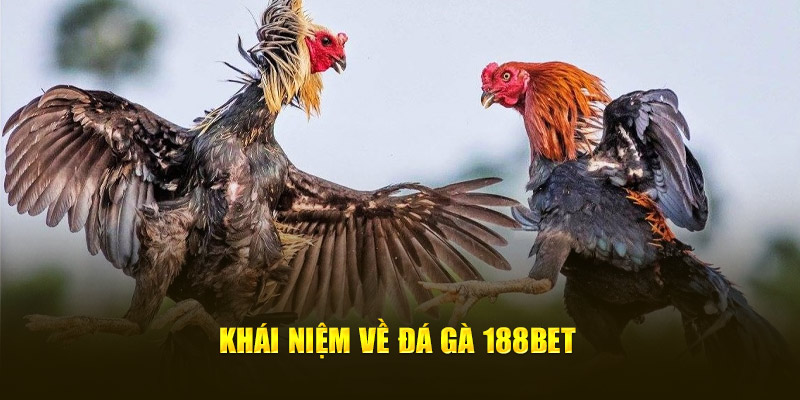 Khái niệm về đá gà 188bet