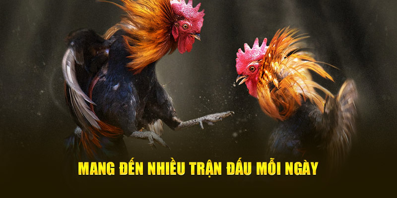 Mang đến nhiều trận đấu mỗi ngày