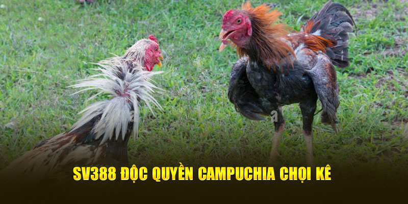 SV388 độc quyền Campuchia chọi kê