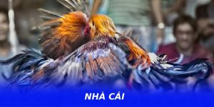 Đá Gà Nohu90 – Theo Dõi Trận Gà Kịch Tính, Thưởng Lớn Liên Tục