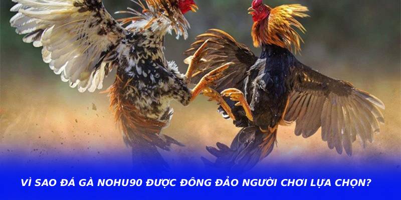 Vì sao Đá Gà Nohu90 được đông đảo người chơi lựa chọn?